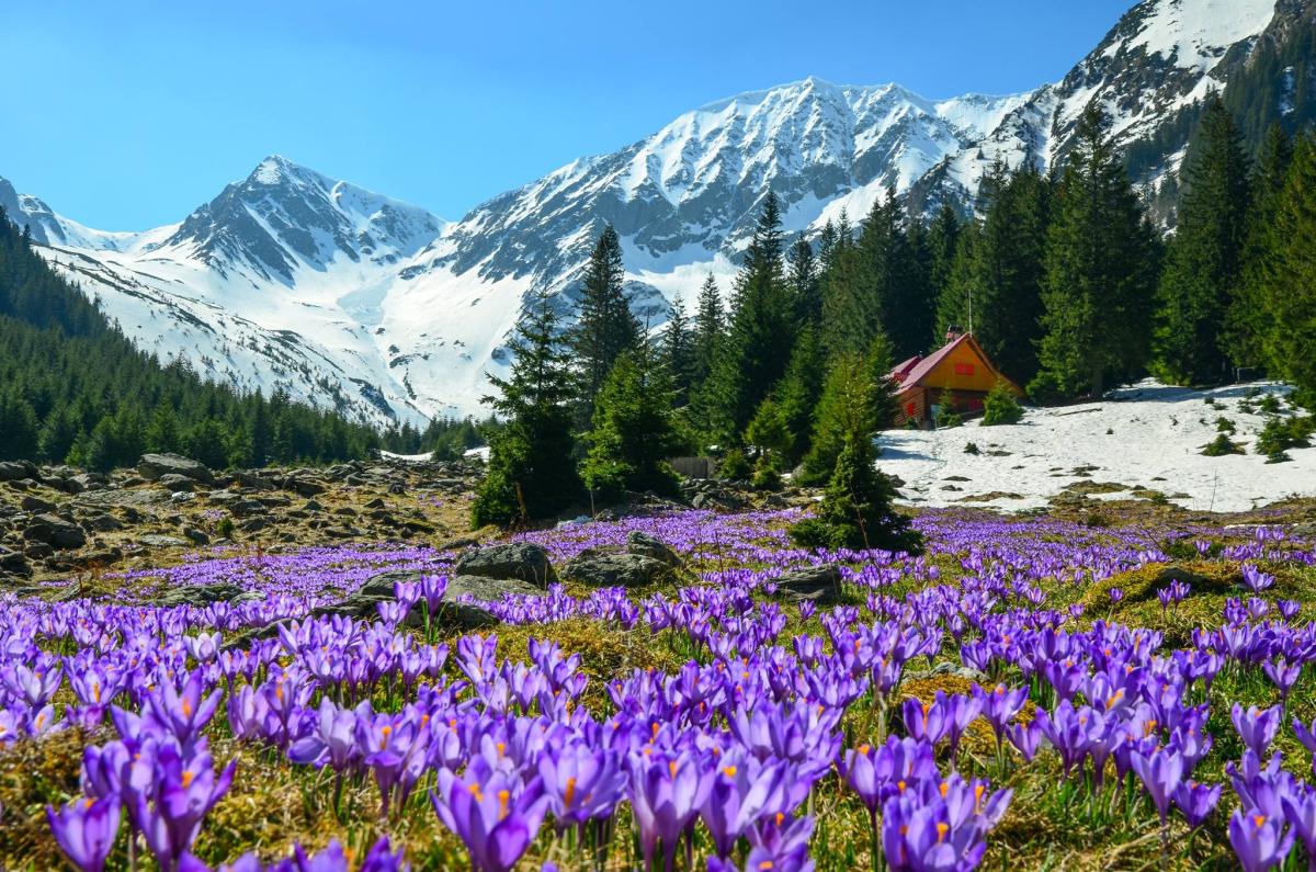 Cabana Valea Sâmbetei